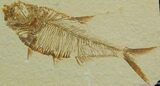 Classic / Inch Diplomystus Fossil Fish #40-1